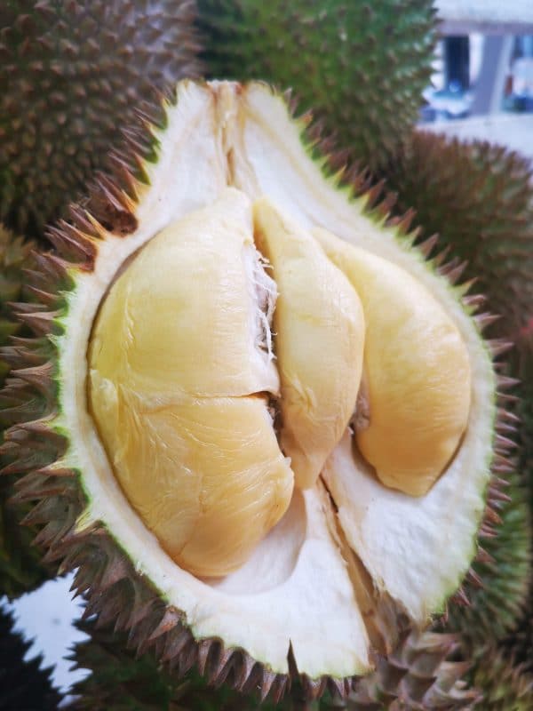 Durian Seller Singapore - XO Durian